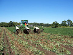 peanut_field