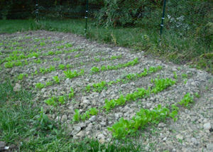 Murrill back yard: less grass, more lettuce