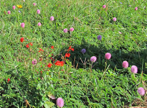 You pick: a grass lawn or a meadow of wild flowers