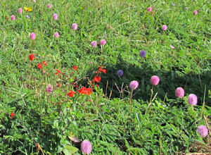 You pick: a grass lawn or a meadow of wild flowers