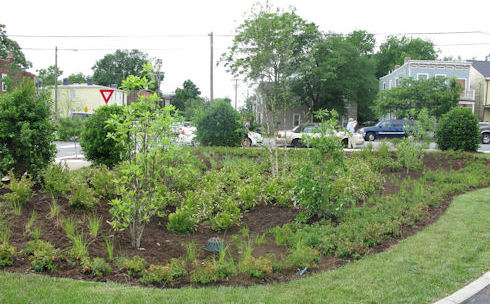 Chimborazo rain garden