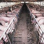 hog farm