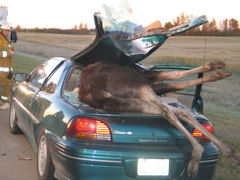 moose_car
