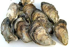 chesapeake_oysters