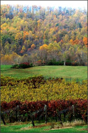 Virginia wine -- supported by strong consumer laws