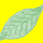 TOBACCO_LEAF_ONE-226x187