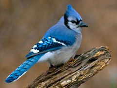 Uh, oh, even the cardinals around here are turning blue!