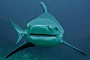 Bulls sharks: some of the world's most dangerous