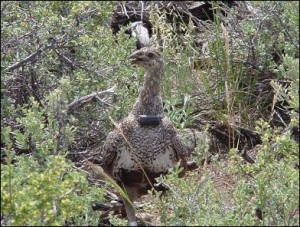 If ranchers, mineral companies and environmentalists can work together to protect the greater sage grouse, can't Virginians work together to protect the Cow Knob salamander?