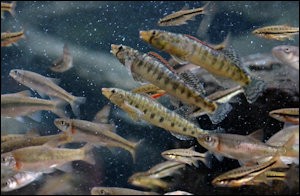virginia_fish