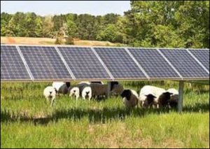 Does mixing sheep with solar panels make a solar "farm" an agricultural use?