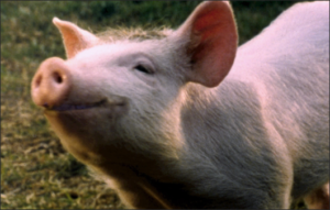 By any objective standard, pigs are as cute as dogs and cats. Soon, they'll be saving lives. Shouldn't we treat them better?