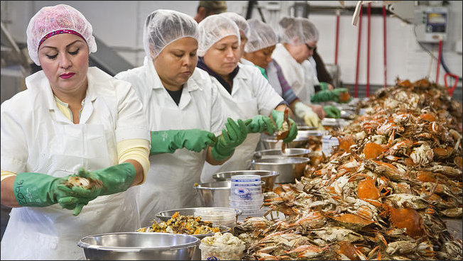 Even the H2-B visa program can't alleviate the crab picker shortage at Graham & Rollins.