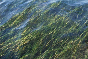 widgeon grass