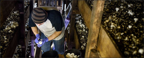Pennsylvania mushroom farm