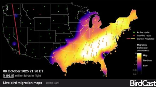 A live bird migration map showing the migration traffic across the United States, indicating high numbers of birds in flight with color-coded regions for varying migration densities.