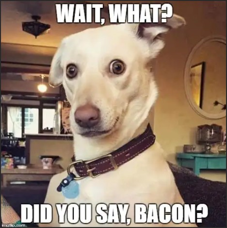 A humorous image of a surprised dog with big eyes and a confused expression, accompanied by text that reads 'WAIT, WHAT? DID YOU SAY, BACON?'