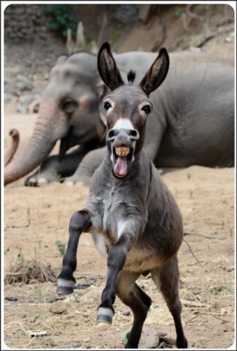 A playful donkey jumping in the foreground with a smiling expression, while an elephant rests in the background.