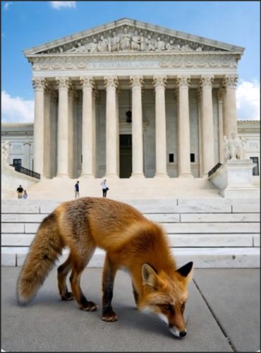 A red fox standing on the steps in front of the U.S. Supreme Court building.
