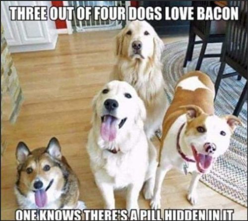 Four dogs in a kitchen, with three looking happy and one looking cautious, accompanied by a humorous text about dogs loving bacon and a hidden pill.