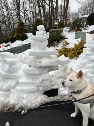 A white dog standing beside a snow structure made of stacked ice blocks, with trees and plants in the background.