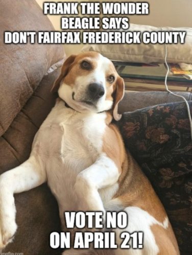 A beagle named Frank lounging on a couch with a humorous text overlay urging voters not to support a measure in Fairfax Frederick County on April 21.