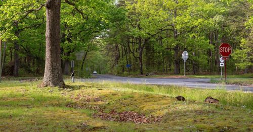 A wooded area with lush green trees surrounding a road intersection featuring a stop sign and a yield sign.
